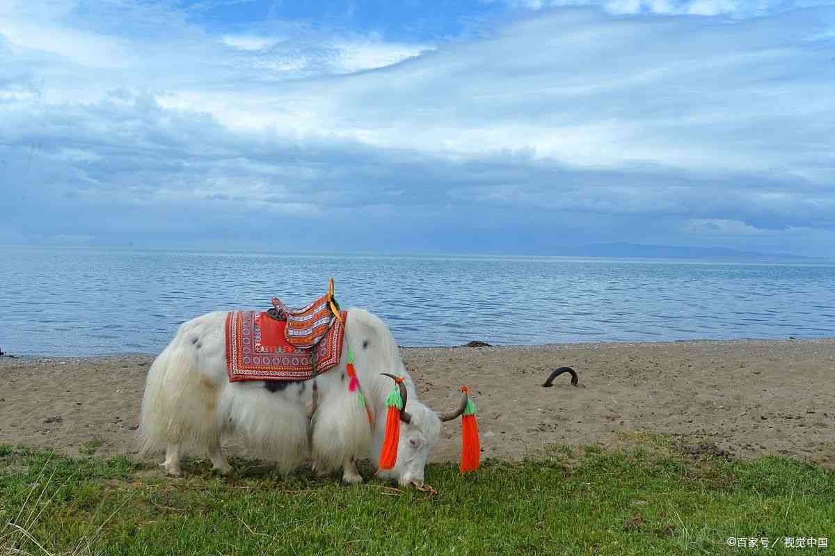 青海省旅游公司有几家
